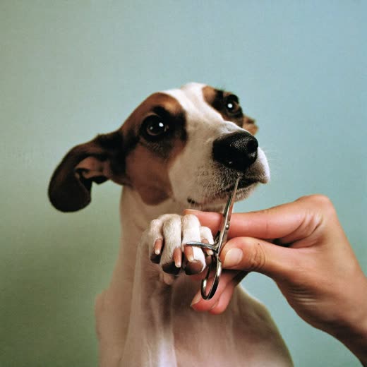 A dog's paw held for a nail trim